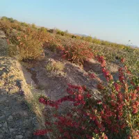 زمین کشاورزی با اب|فروش زمین و ملک کلنگی|سرداران, |دیوار