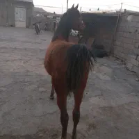 سلام  کره اسب عرب