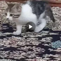 نزدیک یک ماه است این بچه گربه ازتراس افتاده توکوچه|گربه|خرم‌آباد, |دیوار