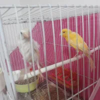 یک جفت قناری