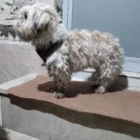 سگ پشمالو ماده|سگ|خرم‌آباد, |دیوار