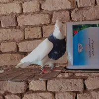 کبوتر طوقی|پرنده|بروجن, |دیوار