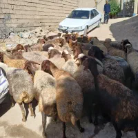 تعداد ۳۸راس گوسفند آبستن سنگین جوان شیره دار|حیوانات مزرعه|کرمانشاه, |دیوار