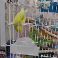 مرغ عشق در رنگهای مختلف وجوان