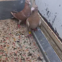 نرماده کلون|پرنده|اندیمشک, |دیوار