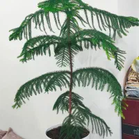 گل کاج مطبق سالم و درحال رشد