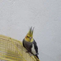 عروس هلندی نر یک ساله