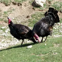 بوقلمون