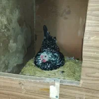 مرغ گلین اصیل با بوقلمون|حیوانات مزرعه|دهگلان, |دیوار