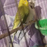 فروش یک جفت مرغ عشق انگلیسی