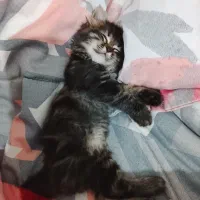 واگذاری بچه گربه