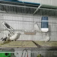 جوجه آلبینودوکت. جفت لوتینو مولد. جفت آلبینو