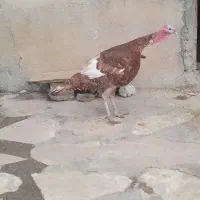 بوغلمون محلی نر سنگین|حیوانات مزرعه|صحنه, |دیوار