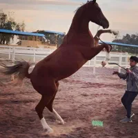 اسب با شجره جهت کشش