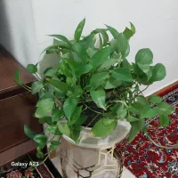 انواع گل آپارتمانی|گل و گیاه طبیعی|نهاوند, |دیوار