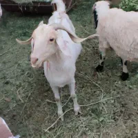 میش و بز چاق فروشی