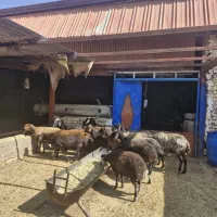 میش گوسفند چاق برای قربانی|حیوانات مزرعه|بشاریات, |دیوار