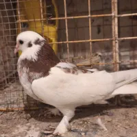 گرهن کوک|پرنده|قشم, |دیوار