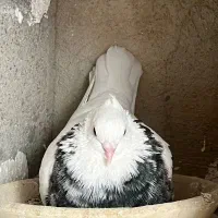 کبوتر طوقی دمسفید