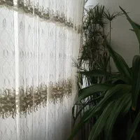 سلام گل مرداب کوچیک و بزرگ تا ۱۷۰ سانتیمتر