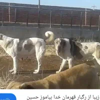 سگ پژدر ماده پرخون