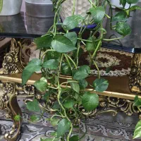 پتوس دنباله دار