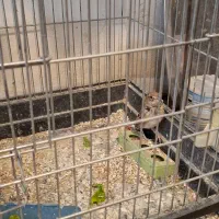 سهره ماده سهره خاکی|پرنده|کرمانشاه, |دیوار