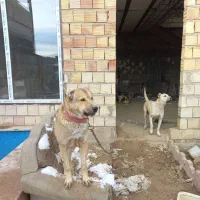 سگ نگهبان