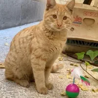 واگذاری فوری بچه گربه پنج و نیم ماهه