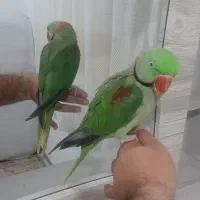 شاه طوطی نر فوق العاده رام ودستی|پرنده|شهریار, شهرک وائین|دیوار