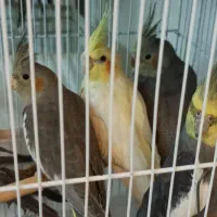 عروس هلندی بالغ نر و ماده