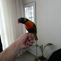 جوجه لوری 4ماه|پرنده|مشهد, ایثار|دیوار