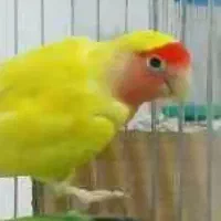 طوطی گم شده