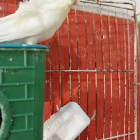 مرغ عشق نر پروانه ای