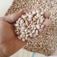 لوبیا چیتی ..اورگانیک..محصول امسال