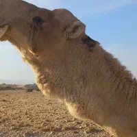 لوک داشتی|حیوانات مزرعه|جره و بالاده, |دیوار