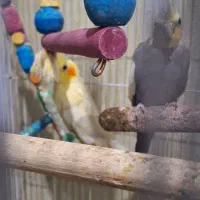 عروس هلندی مولد