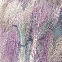 جارو رسیده وخشک