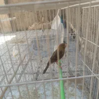 قناری|پرنده|مشهد, ایثارگران|دیوار
