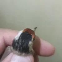 دوعدد سهره داغسر|پرنده|قرچک, مهدیه|دیوار