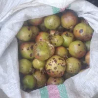 انار