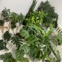 گل طبیعی آپارتمانی