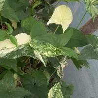 گل های آپارتمانی|گل و گیاه طبیعی|کتالم و سادات شهر, |دیوار