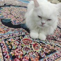 فروش گربه پرشین ماده