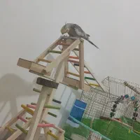 عروس هلندی گم شده|حیوانات|رشت, امین الضرب|دیوار