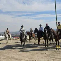 اسب باشگاه سوارکاری نعل|اسب و تجهیزات اسبسواری|کرج, شهرک جهان آرا|دیوار