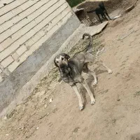 سگ پژدر خالص