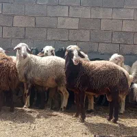 فروش گوسفند نر