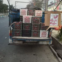 گوجه ربی همراه دستگاه آبگیری