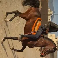 اسب وتجهیزات اسب سواری|اسب و تجهیزات اسب‌سواری|اصفهان, دهنو|دیوار
